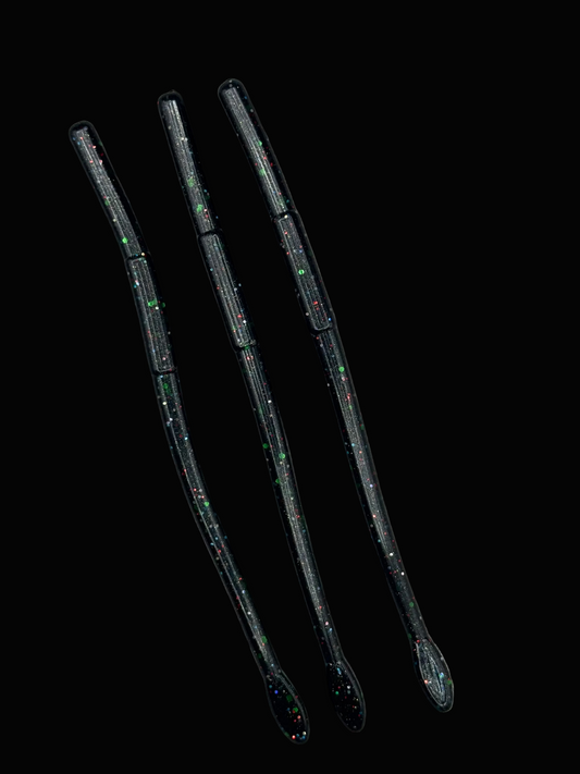 Okie Angler co 6 inch Space candy bot style drop shot worm for bass fishing